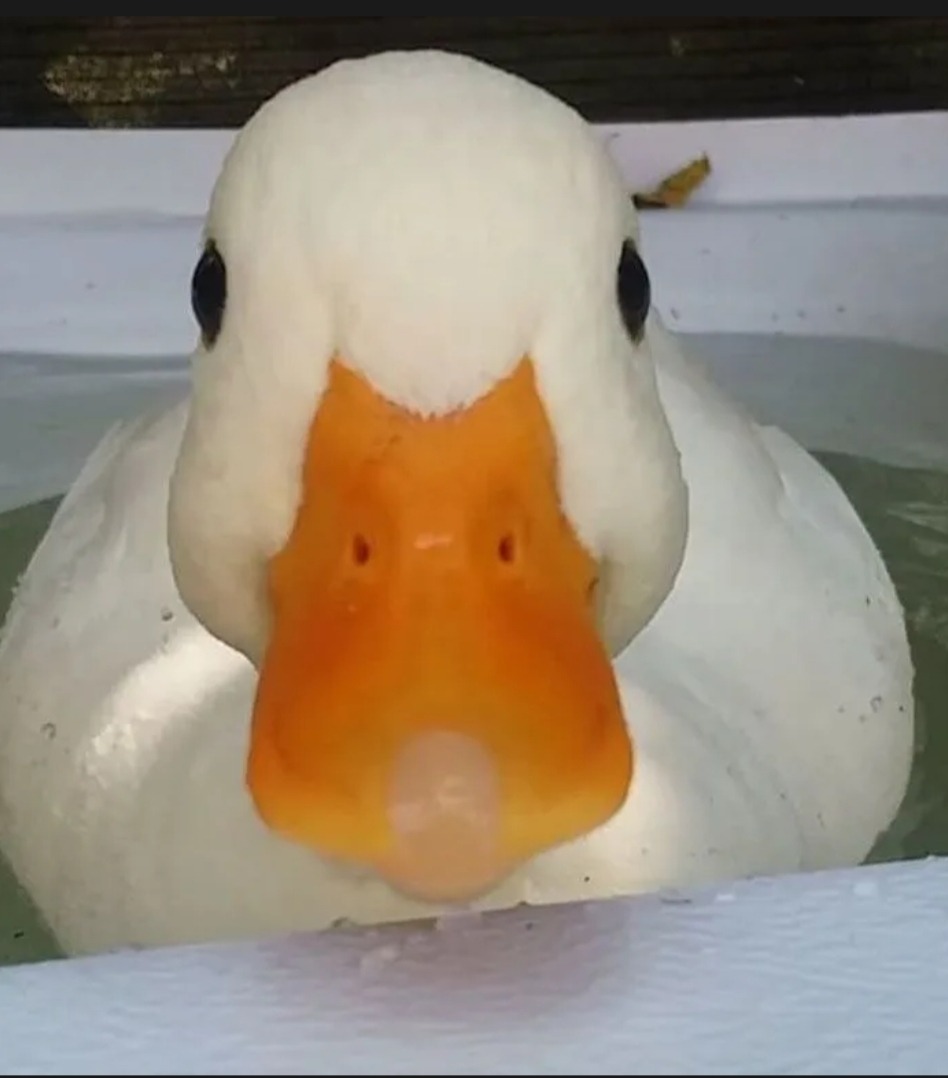 Profilo di Harry-claude